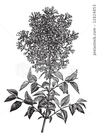 Syringa vulgaris (lilac or common lilac) vintage engraving Syringa vulgaris (lilac or common lilac) vintage engraving 12814853