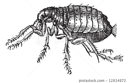 Flea, vintage engraving. 12814872