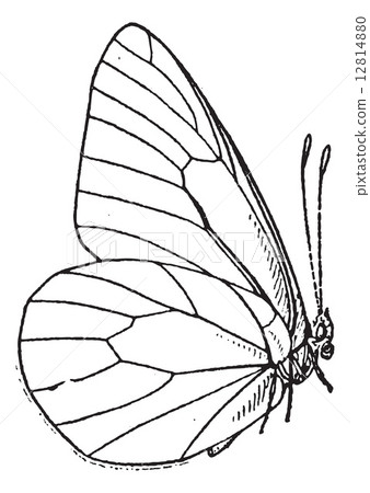 Lepidopteran or Lepidoptera, vintage engraving Lepidopteran or Lepidoptera, vintage engraving 12814880