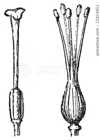 Gynoecium or Pistil, vintage engraving. 12814911