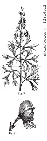 Fig. 40. Aconite. Top of the stem, Fig. 41. Aconite. Whole flowe 12814912