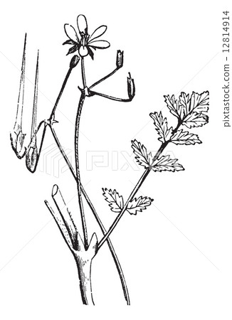 Common Stork's-bill or Redstem Filaree or Erodium cicutarium, vi 12814914