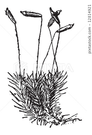 Common Haircap Moss or Polytrichum commune, vintage engraving Common Haircap Moss or Polytrichum commune, vintage engraving 12814921