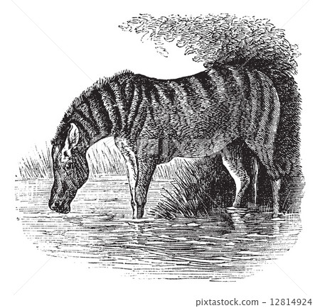 Donkey or Equus asinus vintage engraving 12814924
