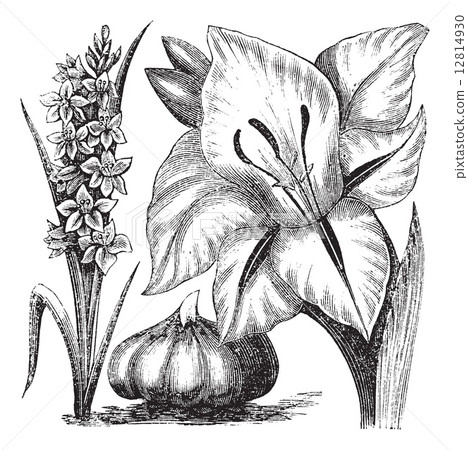 Gladiolus or sword lily vintage engraving 12814930