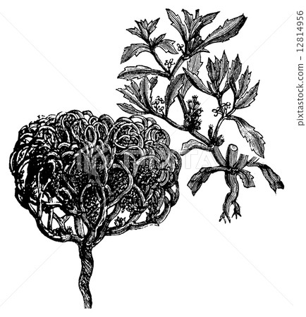Anastatica hierochuntica, tumbleweed or resurrection plant old v 12814956