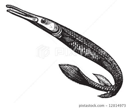 Lepisosteus osseus or longnose gar, vintage engraving 12814973