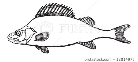 Fins, of Perch or Perca sp., vintage engraving Fins, of Perch or Perca sp., vintage engraving 12814975