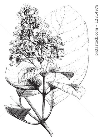 Cinchona succirubra, vintage engraving. 12814978