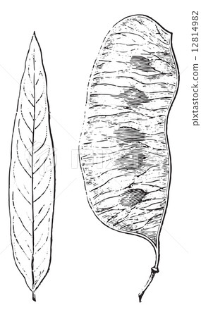 Senna, Follicle, vintage engraving. 12814982