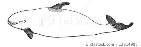 Killer Whale or Orcinus orca, vintage engraving Killer Whale or Orcinus orca, vintage engraving 12814983