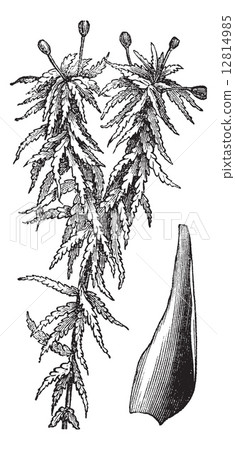 Small red peat moss or Sphagnum capillifolium vintage engraving 12814985