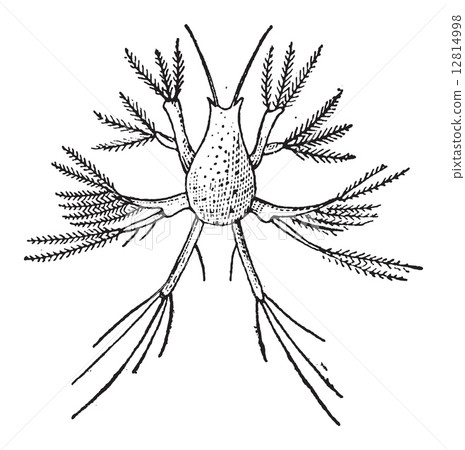 Copepod or Copepoda, vintage engraving 12814998