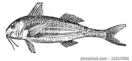 Mullets or Grey mullets, vintage engraving. 12815000