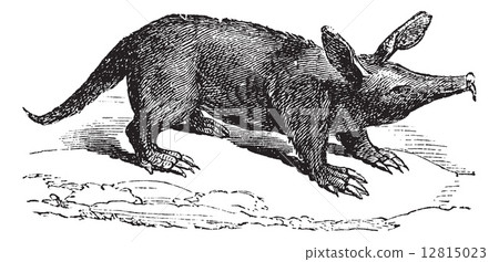 Aardvark or Orycteropus, vintage engraving. Aardvark or Orycteropus, vintage engraving. 12815023