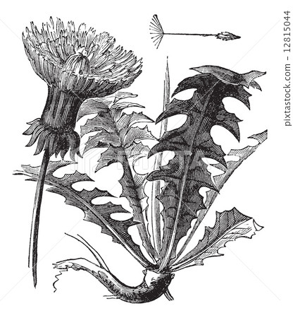 Taraxacum or Dandelion, vintage engraving. 12815044