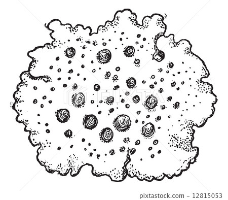 Navel Lichen or Umbilicaria vellea, vintage engraving 12815053