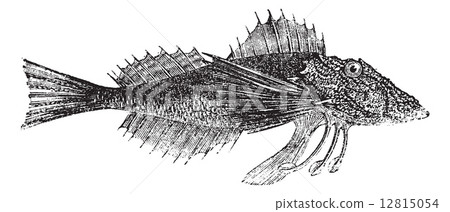 Common Sea Robin or Prionotus carolinus vintage engraving 12815054
