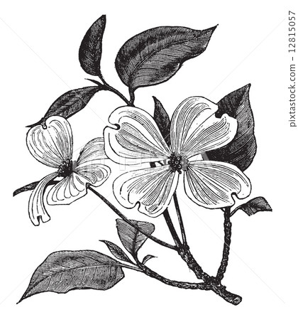 Flowering Dogwood or Cornus florida vintage engraving 12815057