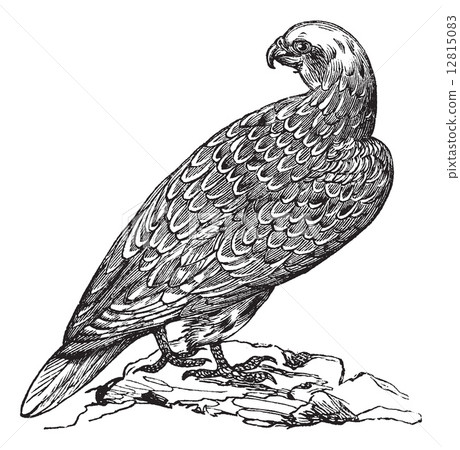 Gyrfalcon or Falco rusticolus in Norway vintage engraving 12815083