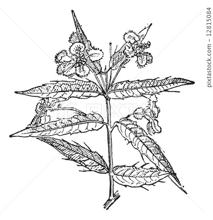 Malpighia or Malpighia sp., vintage engraving 12815084