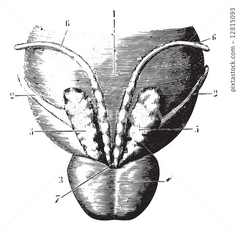 Posterior face of the bladder, seminal vesicles and prostate, vi 12815093