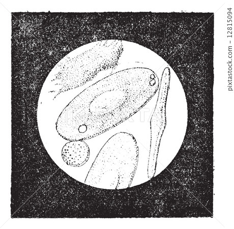 Fig. 5. Blood cells of frog (55 thousandths of a millimeter), vi 12815094