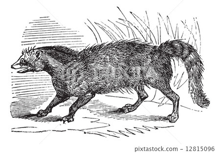 Civet or Viverridae vintage engraving Civet or Viverridae vintage engraving 12815096