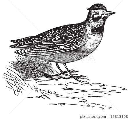 Horned lark or Eremophila alpcstris vintage engraving. 12815108