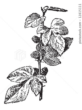 Mulberry or Morus sp., vintage engraving 12815111