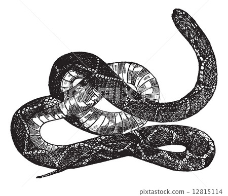 Kingsnake or Lampropeltis getula vintage engraving 12815114