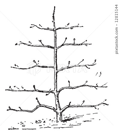 Palmetto, vintage engraving. 12815144