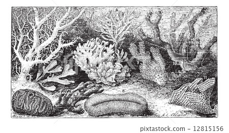 Polyps 1. Meandrines tennis. 2. Oculina flabellicornis. 3. Flust 12815156