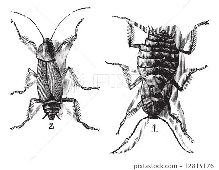 Male and Female, Cockroaches, (left) male, (right) female, vinta 12815176