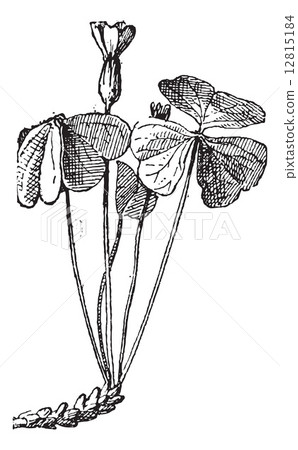 Surelle or Wood sorrel, vintage engraving. Surelle or Wood sorrel, vintage engraving. 12815184
