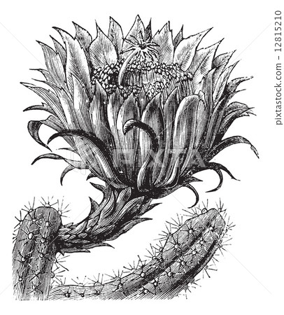 Nightblooming Cereus or Queen of the Night or Large-flowered Cac 12815210