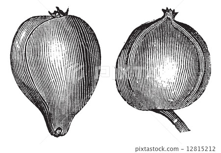 1- Pignut hickory 2. Bitternut hickory vintage engraving 1- Pignut hickory 2. Bitternut hickory vintage engraving 12815212