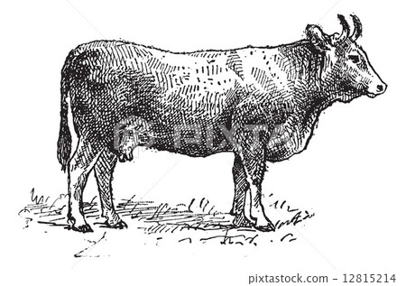 Limousin cattle breed, vintage engraving. 12815214