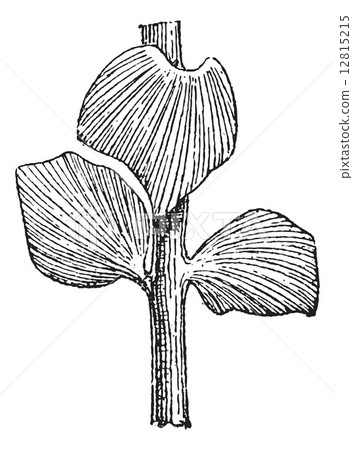 Sphenozamites latifolius, a Cycad, during the Jurassic Period, v 12815215