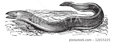 Conger Eel or Conger sp. vintage engraving 12815225
