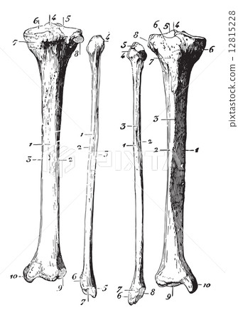 Skeleton of the leg, vintage engraving. 12815228