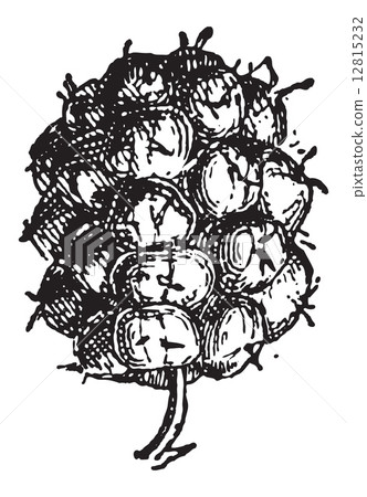 Common Blackberry or Rubus fruticosus, vintage engraving 12815232