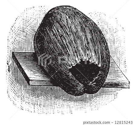 Parakeet Nest made of Coconut Husk and Shell, vintage engraving Parakeet Nest made of Coconut Husk and Shell, vintage engraving 12815243