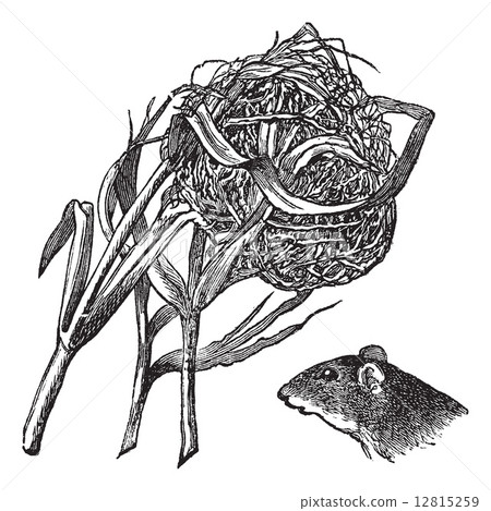 插图素材: nest and the head of harvest mouse vintage engraving