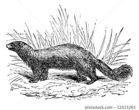 Common skunk (Mephitis mephitica) or polecats vintage engraving 12815265