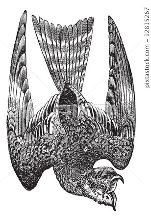 Nighthawk or Nyctiprogne sp. or Lurocalis sp. or Chordeiles sp. Nighthawk or Nyctiprogne sp. or Lurocalis sp. or Chordeiles sp. 12815267