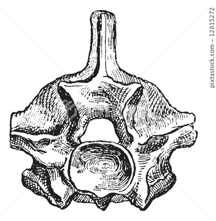 Reptile, Vertebra Python, vintage engraving. 12815272