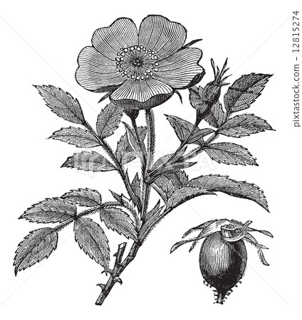 Sweet briar or Rosa rubiginosa vintage engraving Sweet briar or Rosa rubiginosa vintage engraving 12815274