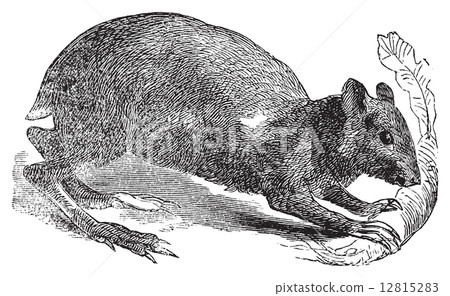 Agouti or Dasyprocta agouti engraving. 12815283