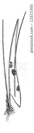 Juncus conglomeratus or Compact Rush, vintage engraving. 12815300